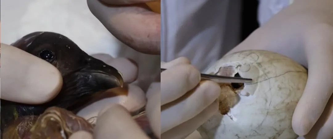 Nace Cattleya, una cría de cóndor andino que fortalece los esfuerzos para salvar la especie en Colombia