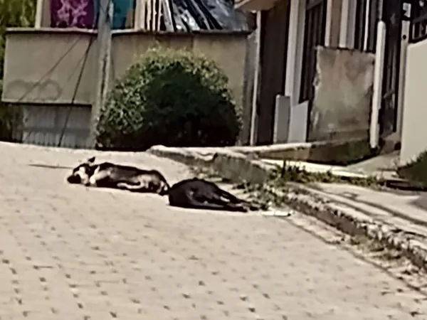 En Pasto: dos perros seguían esperando a su dueño que falleció, ahora preocupa que los animales desaparecieron