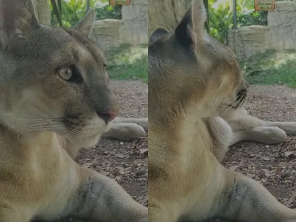 Zoológico de Cali explicó la atención médica que le dieron a ‘Orus’, el puma que escapó y murió: "Lo intentaron salvar"