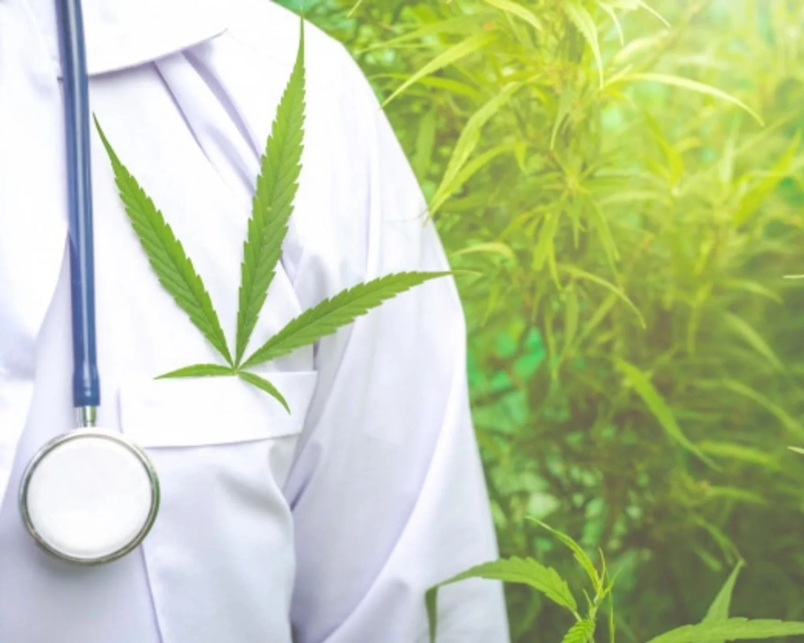 cannabis medicinal
