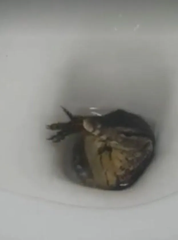 lagarto monitor en un hotel en Talilandia Dragon de Komodo  