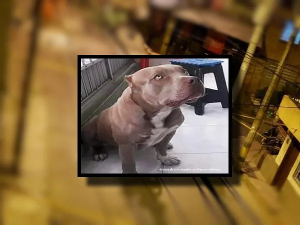 Condena e inhabilitado para tener perros para el asesino de Zeus, la mascota a la que hirieron 13 veces