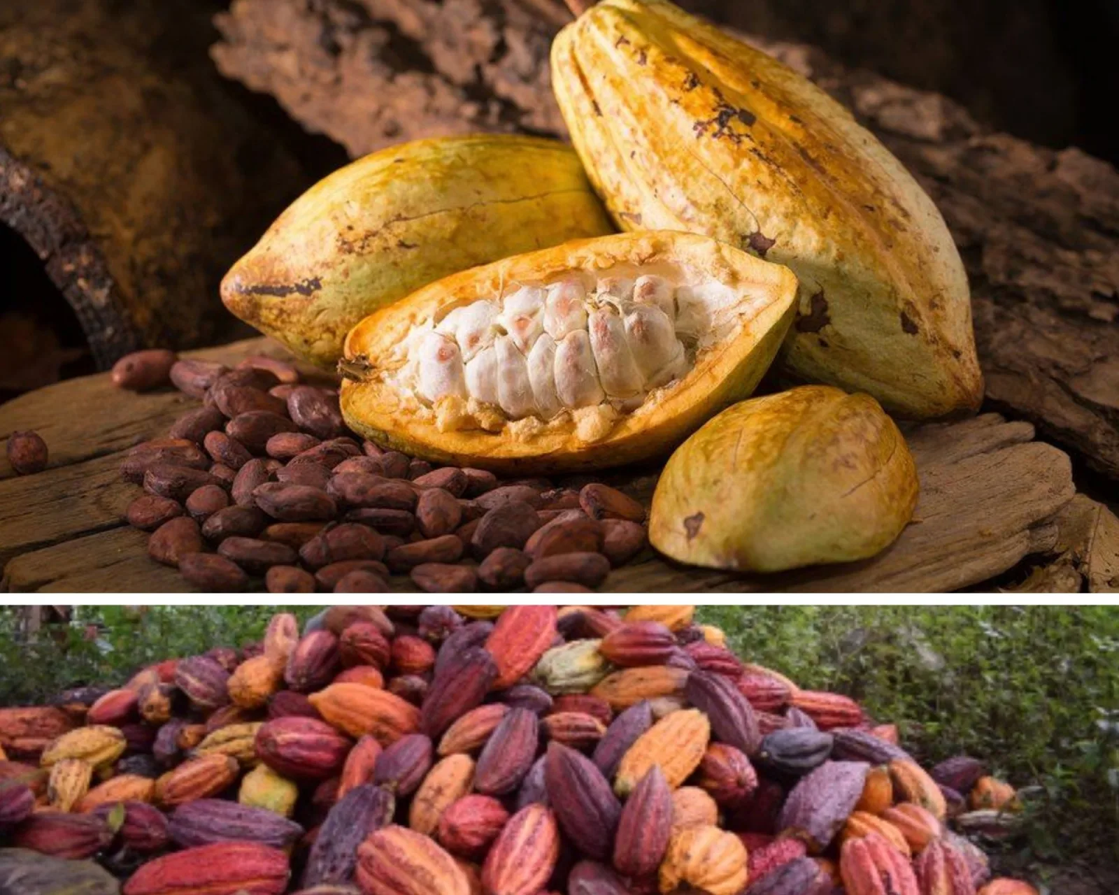 producción cacaotera.