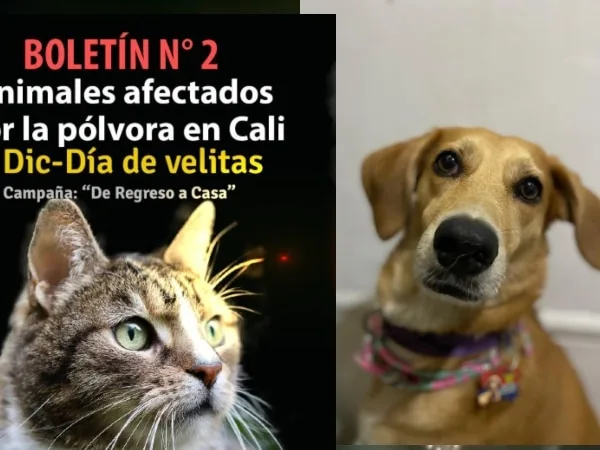 Día de velitas dejó 110 animales afectados por pólvora sonora en Cali