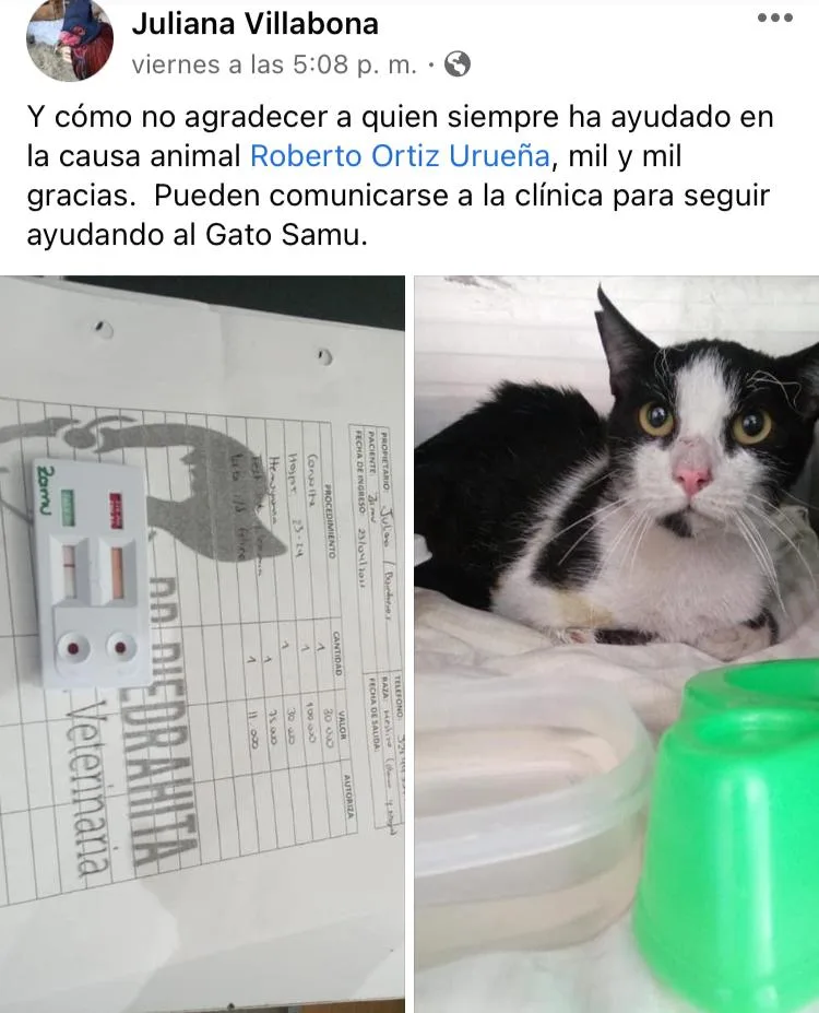 gatos en motores de carros