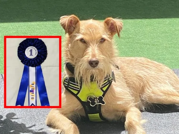 Fit perro pastuso más lindo de Colombia