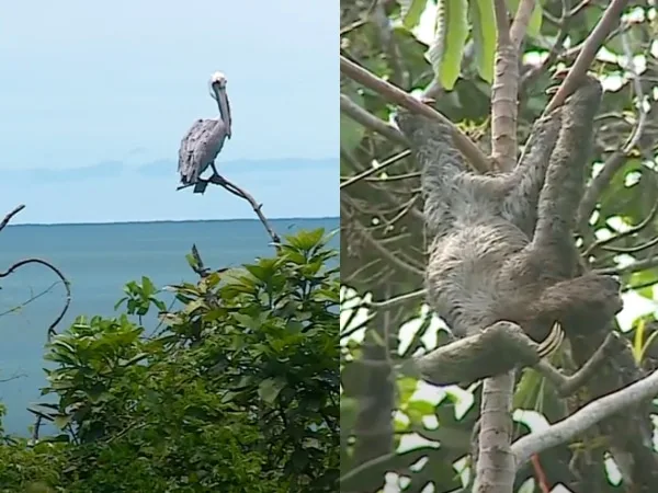 Isla Palma, en Bahía Málaga: un refugio biodiverso para osos perezosos, tortugas y otras especies