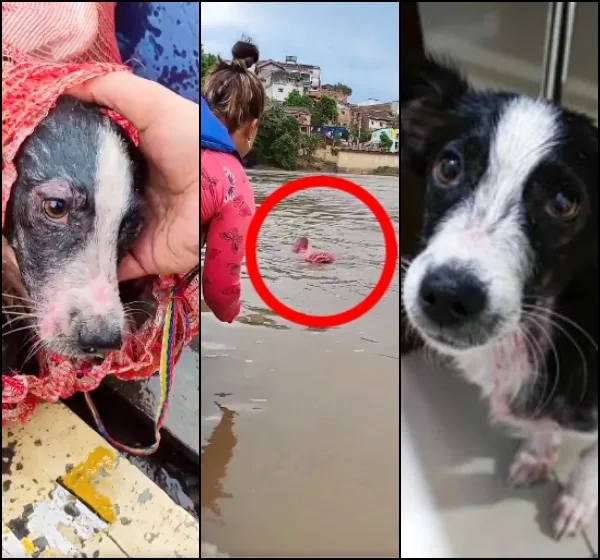 Metieron al perro en un costal con basura y tiraron al río Magdalena: turistas lo rescataron y adoptaron