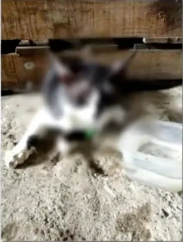gatos en