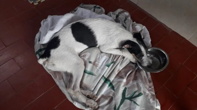 CBA de Cali se prenuncia ante presunta negligencia en la atención de un perro que falleció horas después.