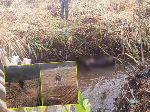 Putumayo: sigue la preocupación en Sibundoy por el ataque y muerte de 15 reses
