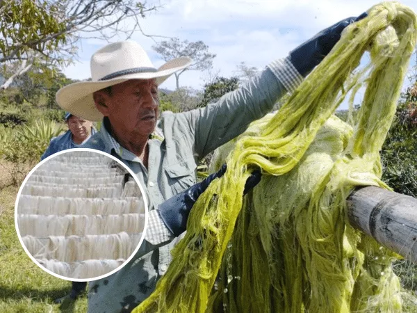 Por la eliminación gradual de los plásticos de un solo uso, el fique, como fibra biodegradable puede convertirse en opción para bolsas reutilizables. Foto: Ministerio de Agricultura y Desarrollo Rural.