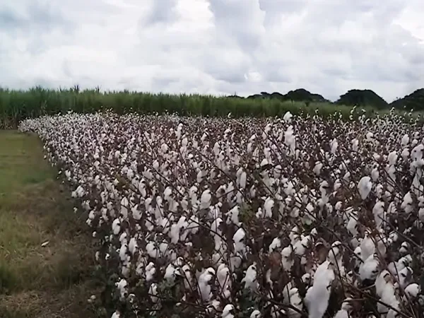 El Valle se tiñe de blanco tras la reactivación de la producción algodonera