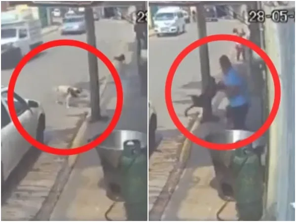 En México piden justicia para 'Benito', perrito al que un policía lanzó a una paila con aceite hirviendo