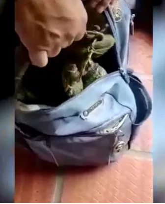 iguanas en Pance en Cali