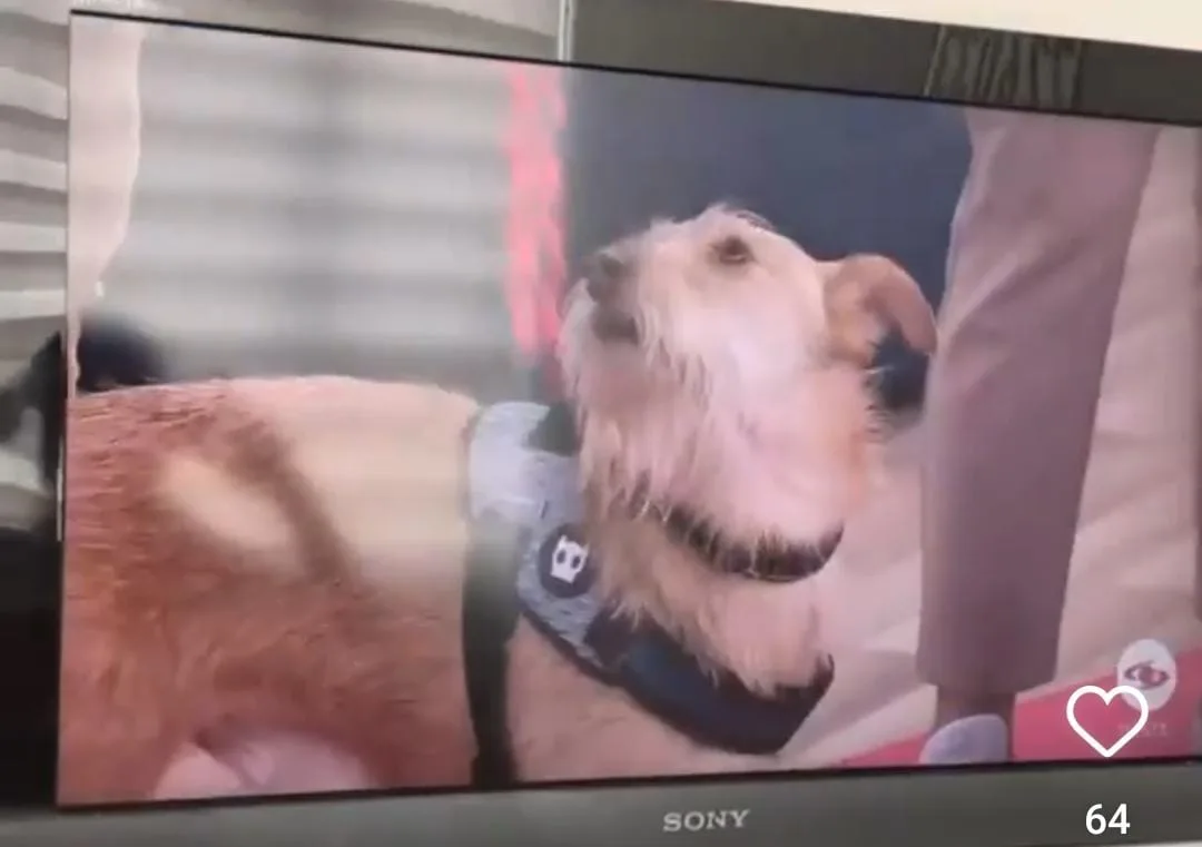 Fit perro pastuso más lindo de Colombia