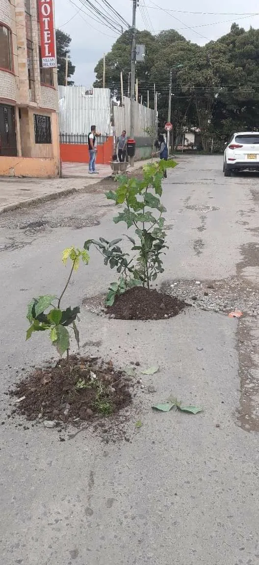 sembraron árboles en los huecos