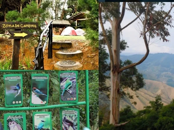 Reserva Corazones Verdes: Senderos ecológicos, conservación de fauna y avistamiento de aves en Dapa