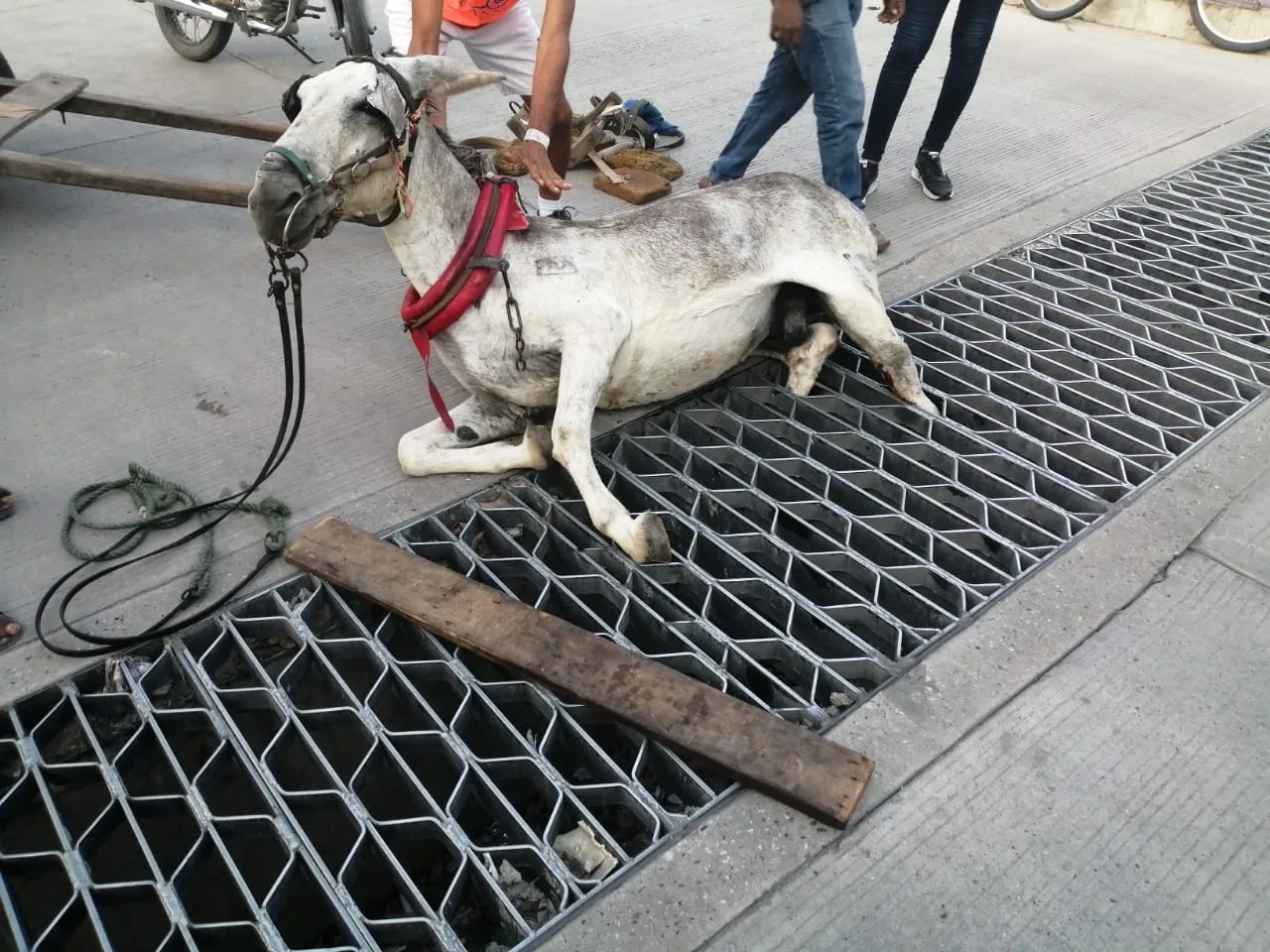 carromuleros Barranquila Burro