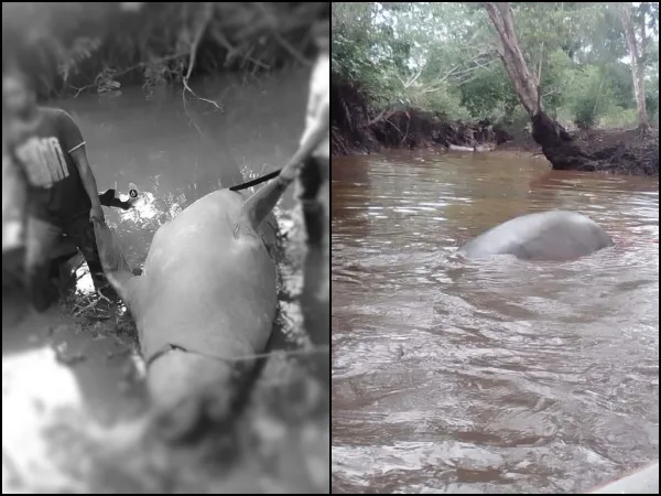 Atacaron a "elefante marino en Nariño", sería uno de los que ya había sido visto en el Pacífico colombiano