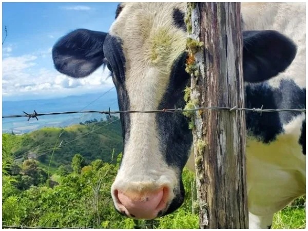 En cuestión de segundos, un rayo acabó con la vida de 17 vacas en la zona rural de Medellín