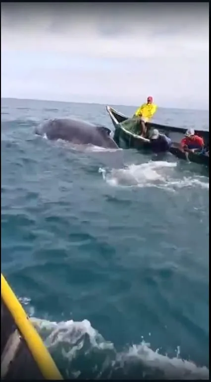 ballena