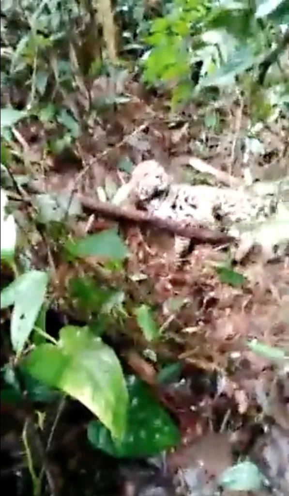 Con la campaña "En la Piel del Jaguar", buscan proteger esta especie en Colombia