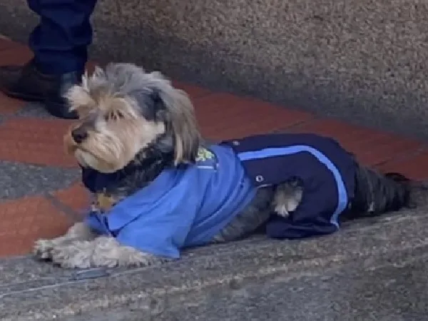Perro vigilante de centro comercial.