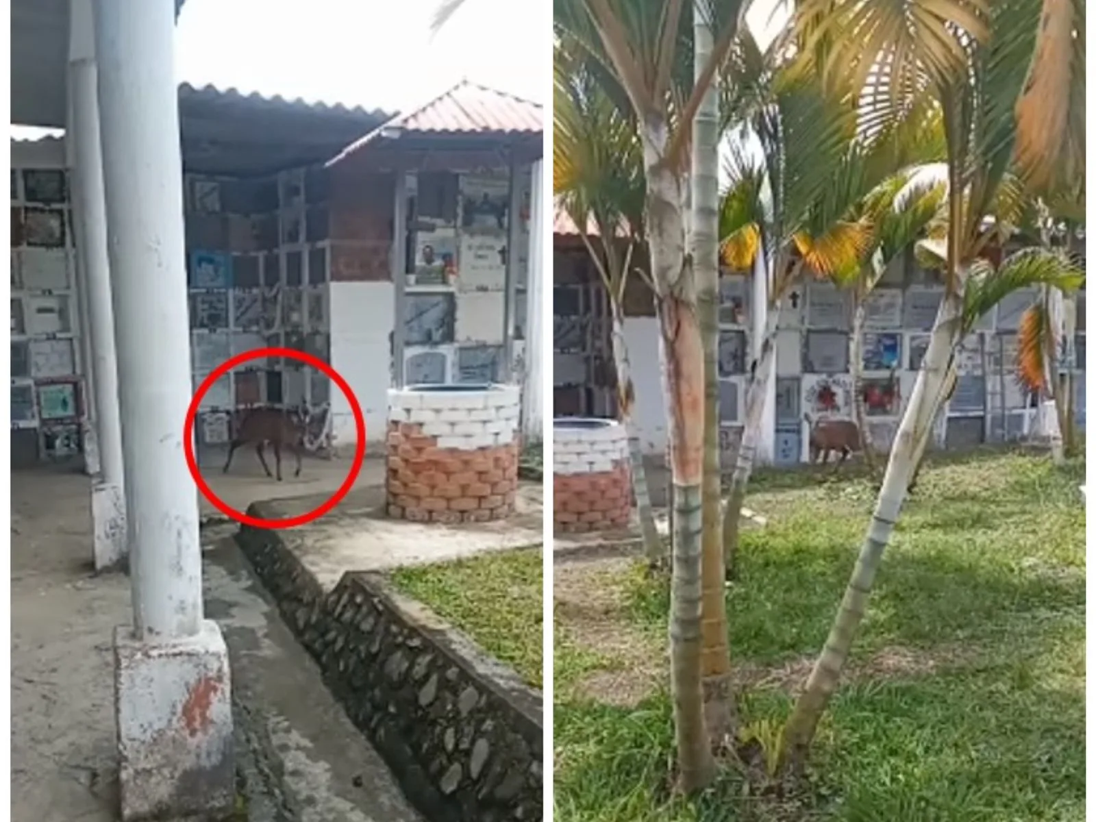 Hermoso venado fue grabado en el cementerio del Queremal, Valle: piden protegerlo y no maltratarlo