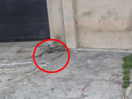 Llamaron a bomberos y no esperaron: en Pasto quemaron un panal de abejas, hay indignación