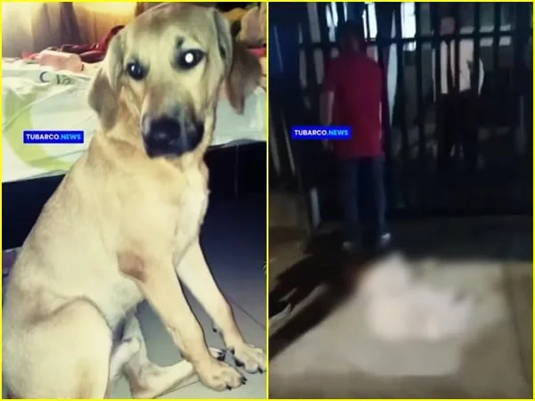 Desde el Centro de Bienestar Animal, indicaron que se le dio una cita prioritaria para el día siguiente, lastimosamente Killer murió antes de la fecha.
