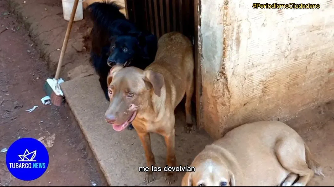 "Buscamos otro lugar donde podamos estar tranquilos", los animales del resguardo La Buitrera en Cali piden traslado, pues los vecinos se quejan "los ladridos" de los perros