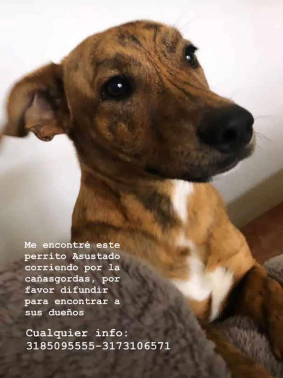 mascotas