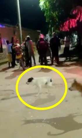 perro