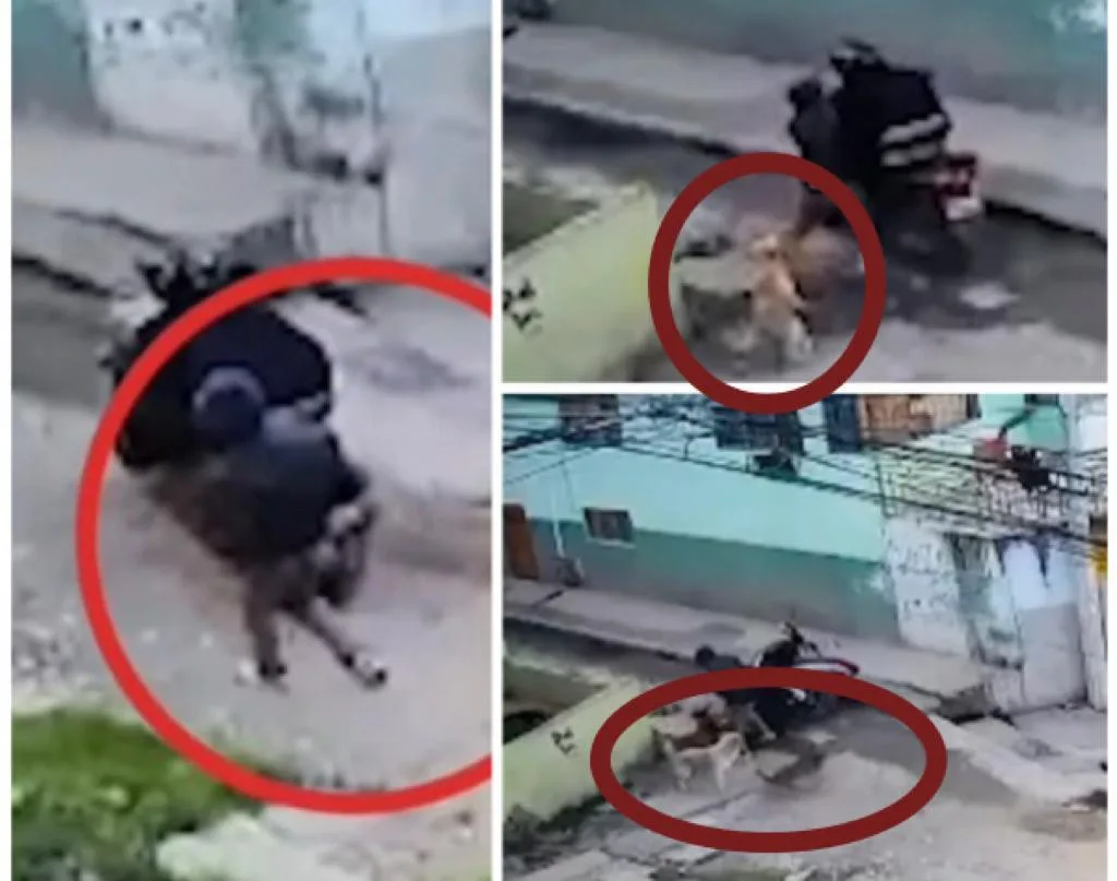 Los perros héroes de Pasto: defendieron a una mujer cuando un ladrón la tiró de la moto