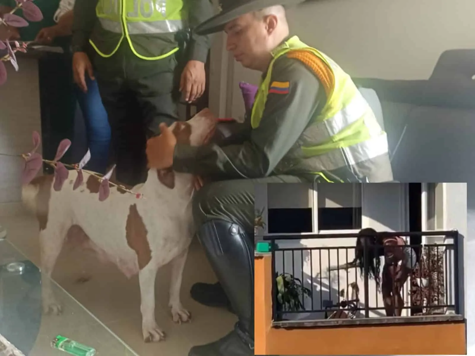 'Kiara' fue devuelta a su presunta maltratadora: piden una explicación a las autoridades.
