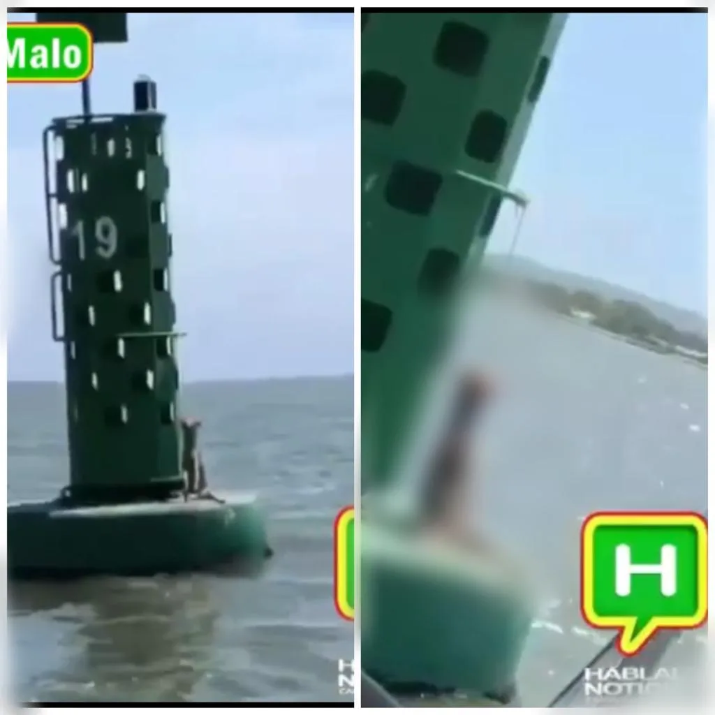 boya en Cartagena perro muerto
