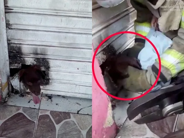 El susto de la vida para la traviesa Chocolate, quedó atrapada en una cortina metálica y bomberos la rescataron