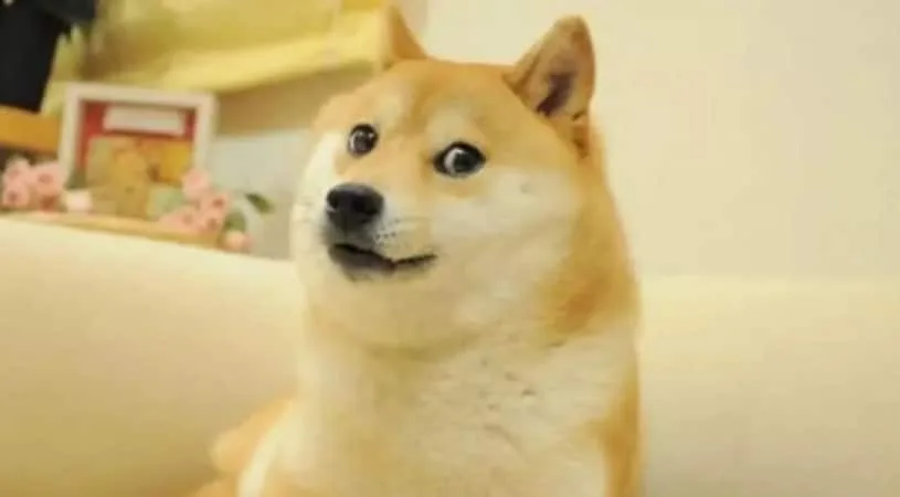 Adiós a Kabosu: el perro que se convirtió en un meme mundial.