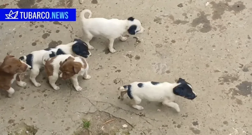 “Que nos pongamos la mano en el corazón para ellos” Pedro, cuida a 11 perros en Pasto