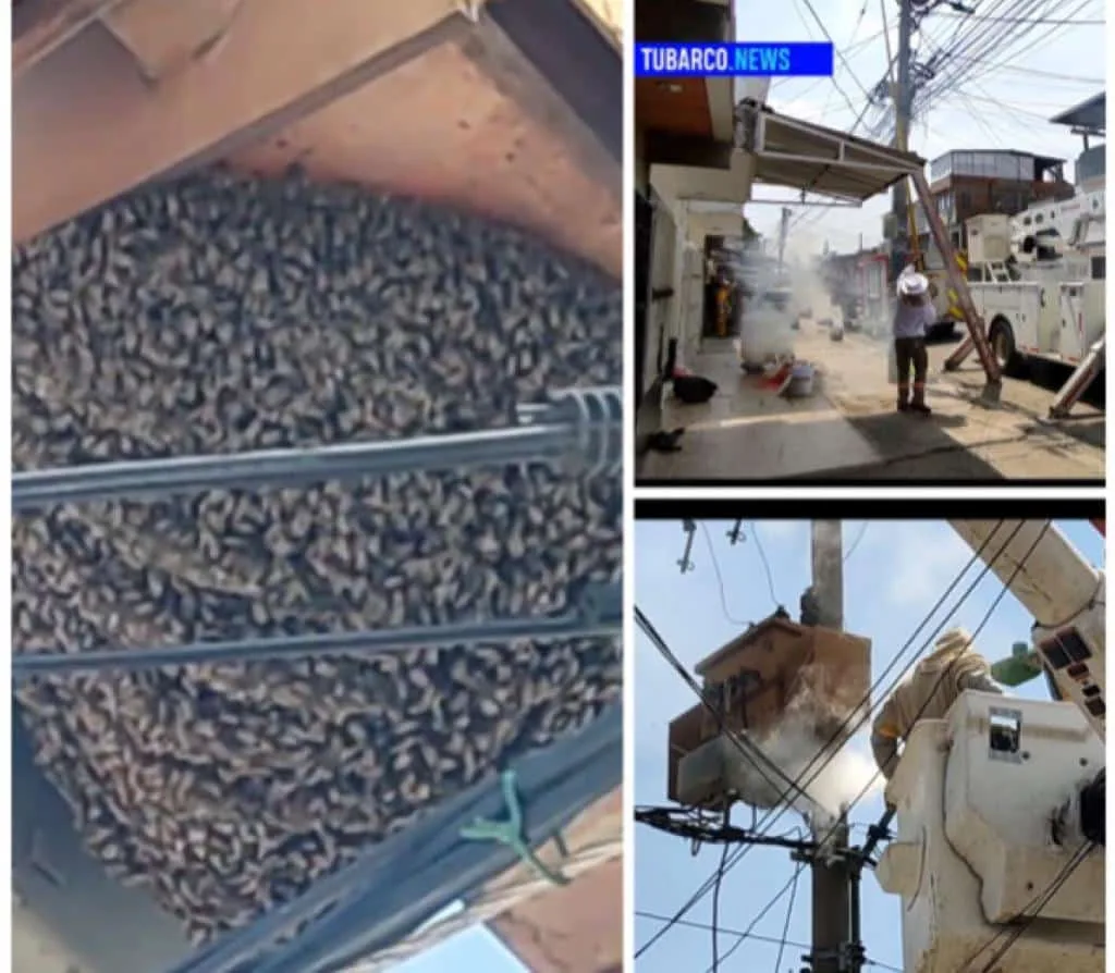Eran miles de abejas africanizadas, más de tres horas duró operativo de traslado en Cali