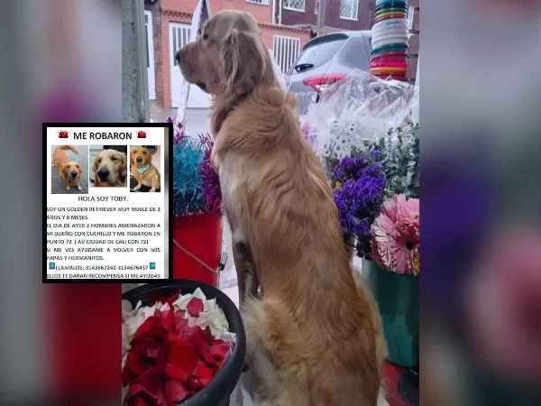 Robo de perros "para reproducción" o extorsión: otro cáncer que golpea a Bogotá y otras ciudades de Colombia