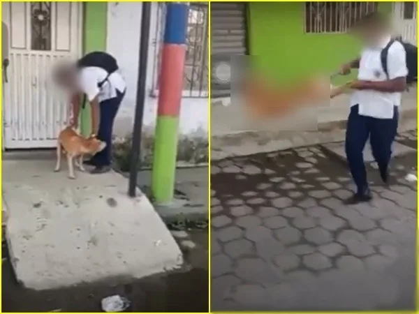 Denuncian caso de maltrato animal en Tumaco: estudiante agarró a un perro por sus patas y lo hizo girar