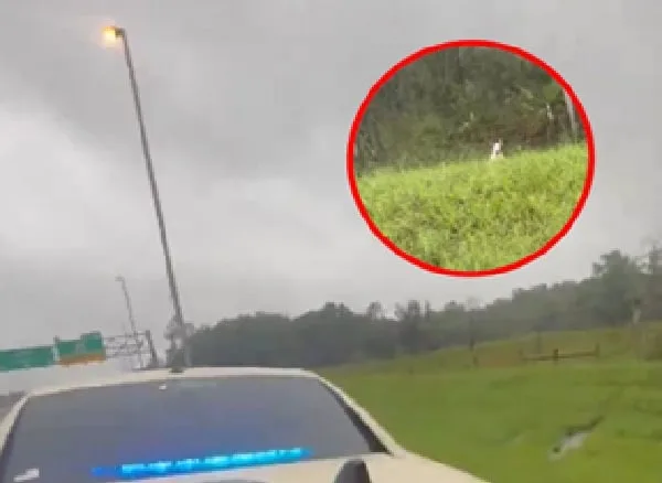 Perro rescatado en huracán Milton.