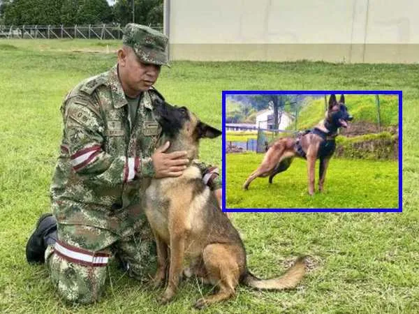 De la búsqueda del perro Wilson en la selva, no se ha sabido más
