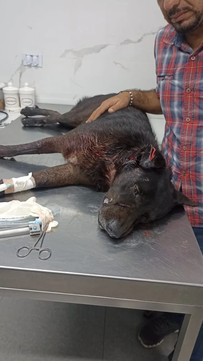 La "comunidad se ha puesto la diez" para salvar a Blaky, el perro que recibió dos apuñaladas en Barranquilla