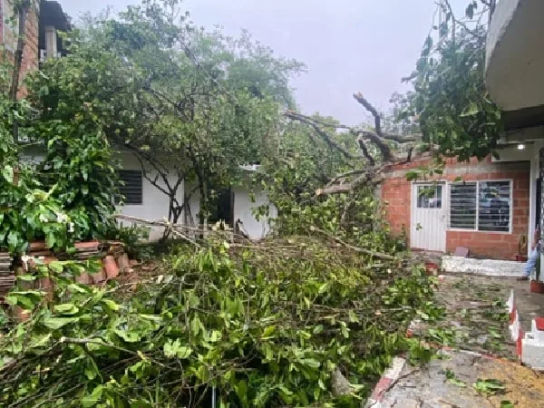 Árbol cayó en 3 casas en Cali.