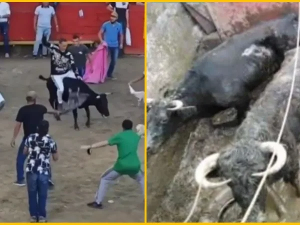 Denuncian maltrato animal en medio de unas corralejas en Fredonia, Antioquia