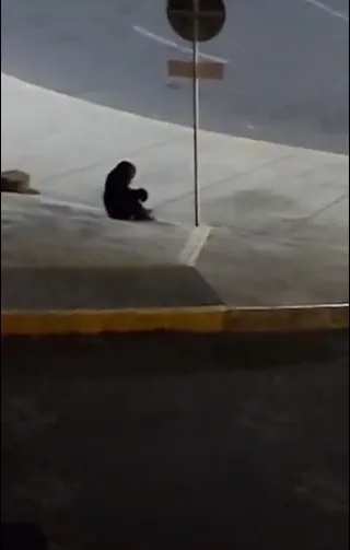 chimpancé