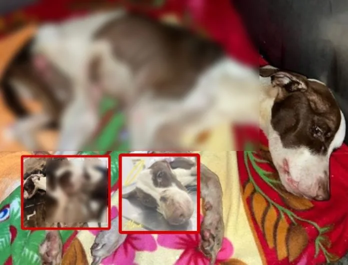 Alma fue adoptada, «le sacaron crías» y ahora «no hay plata para veterinario», en Cartago, Valle